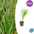 48x Hakonechloa macra - ↕10-25cm - Ø9cm