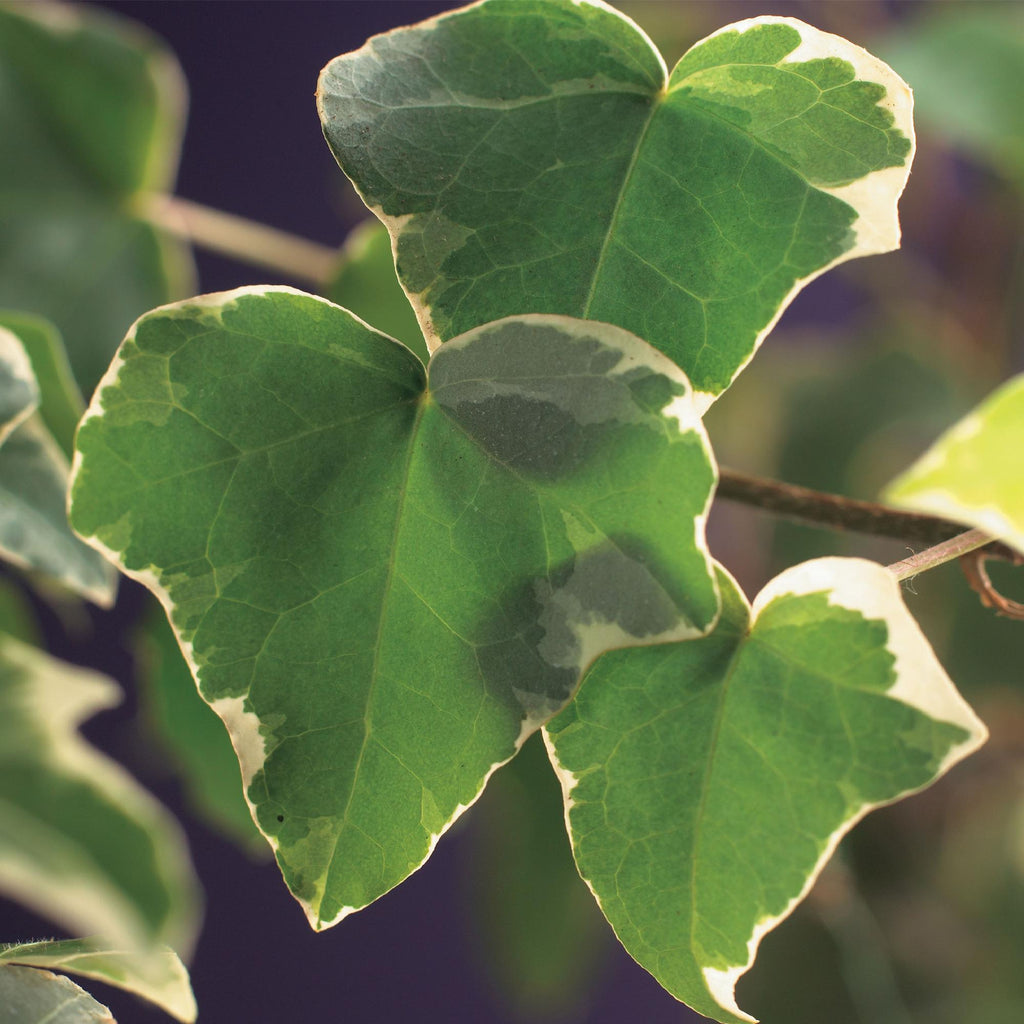 Klimplant - Hedera helix Glacier -  Blad Bont - Groenblijvend - 2 planten - Pot 11cm Hoogte 40cm