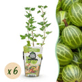 Fruitplanten - Kruisbes - Ribes uva-crispa Hinnonmaki Grun - Winterhard - 6 Planten - Pot 9 cm - Groene Bes