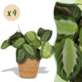 Kamerplant - Maranta Fascinator Silverband - Gebedsplant - Huisdiervriendelijke Plant - Groen - 4 Planten - met Mand - Pot 12cm - Hoogte 25cm