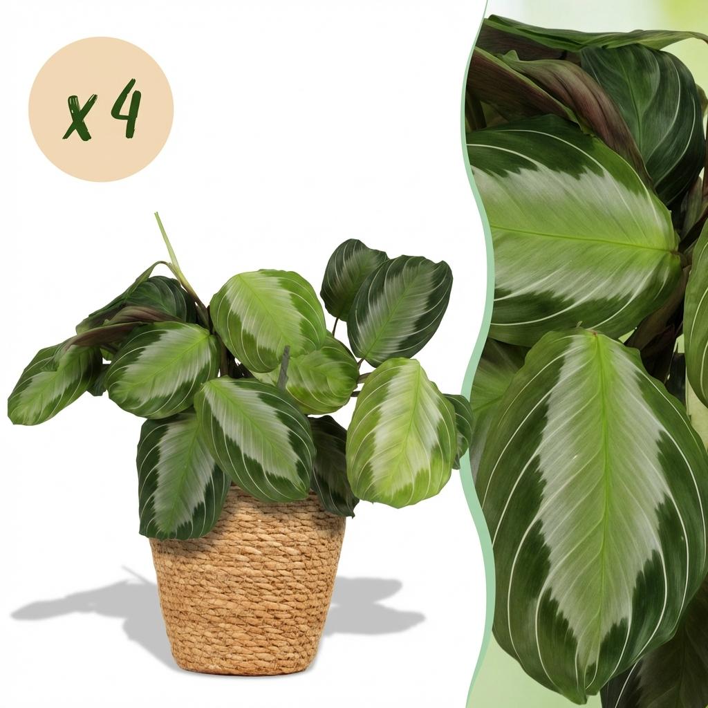 Kamerplant - Maranta Fascinator Silverband - Gebedsplant - Huisdiervriendelijke Plant - Groen - 4 Planten - met Mand - Pot 12cm - Hoogte 25cm