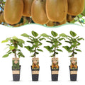 Fruitplant - Actinidia Weiki & Hayward - Kiwiplant - 1 Mannelijke - 3 Vrouwelijke - Planten - Groen - Pot 15cm - Hoogte 50cm