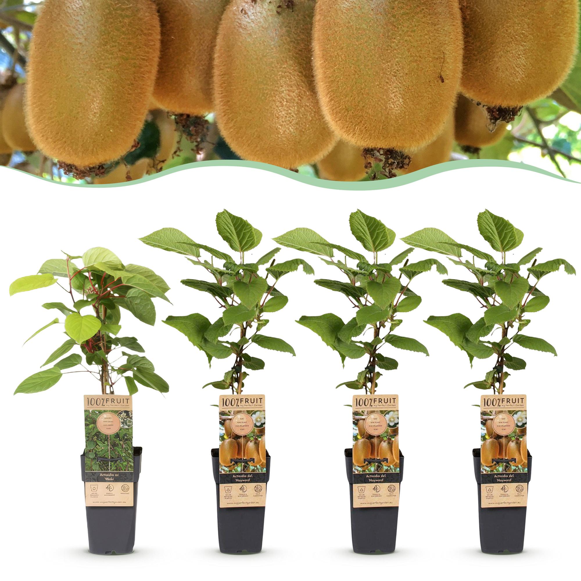 Fruitplant - Actinidia Weiki & Hayward - Kiwiplant - 1 Mannelijke - 3 Vrouwelijke - Planten - Groen - Pot 15cm - Hoogte 50cm