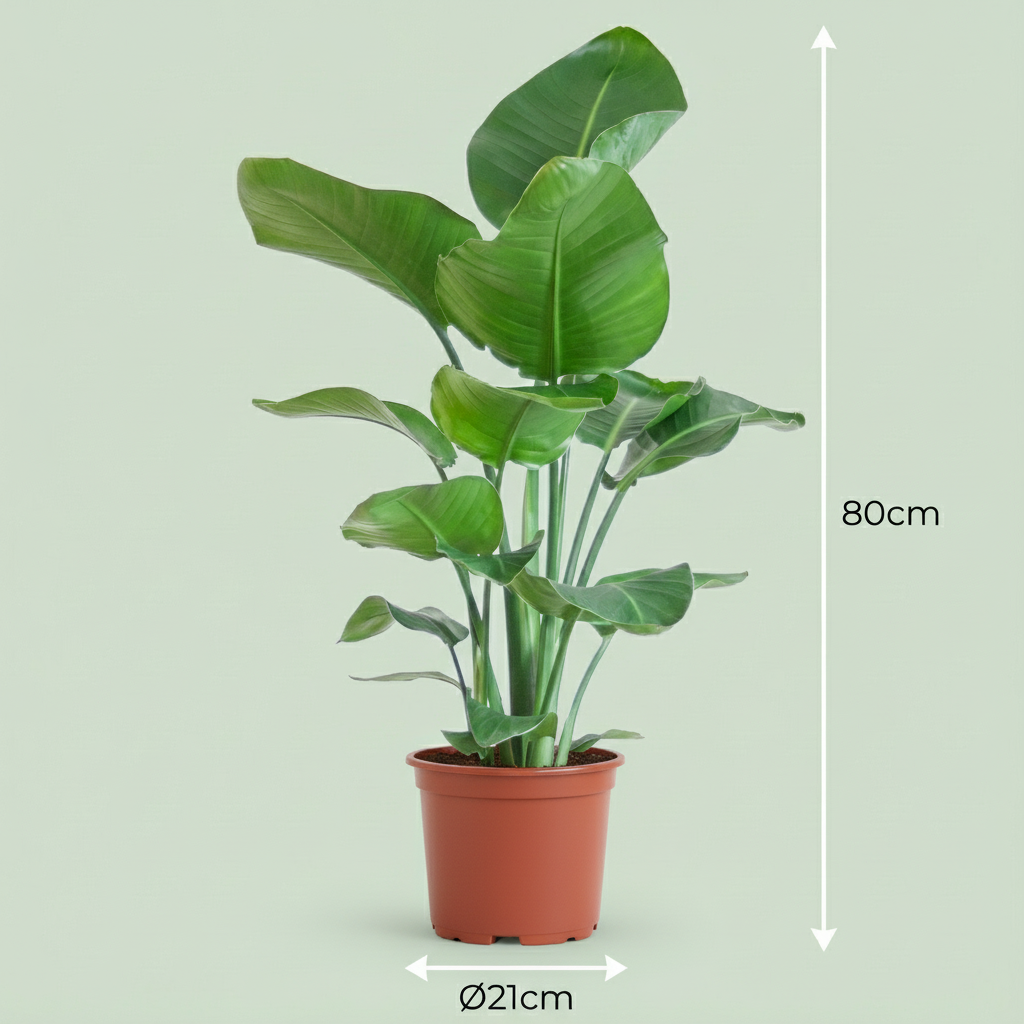 Kamerplant - Paradijsvogelplant - Stelitzia Nicolai - Groen - Weinig onderhoud - 1 Plant - Pot 19cm - Hoogte 80 - 90cm