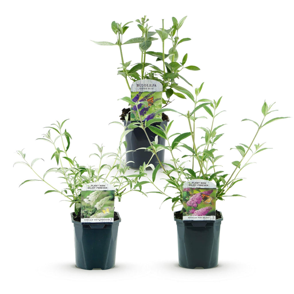 Tuinplant - Buddleja davidii Tricolour - Vlinderstruik - Winterhard - Blauw - Roze - Wit - 3 Planten - Pot 17cm - Hoogte 45cm