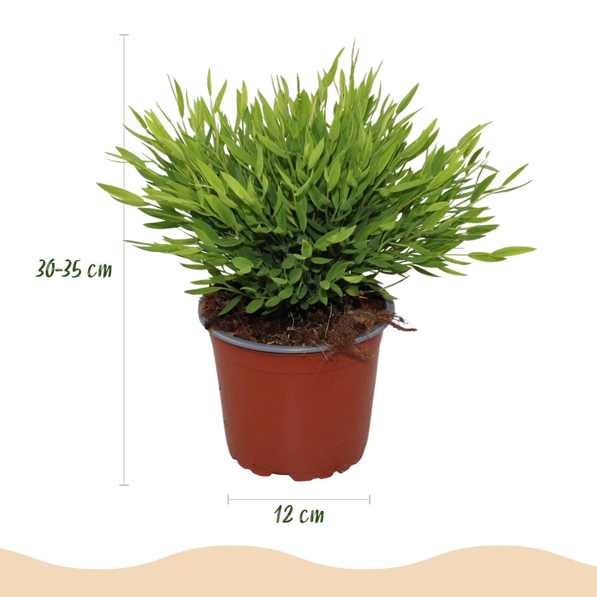 Kamerplant - Bamusa Pogonatherum Monica - Bamboegras - Huisdiervriendelijk - Groen - 2 Planten - Pot 12cm - Hoogte 30-35cm