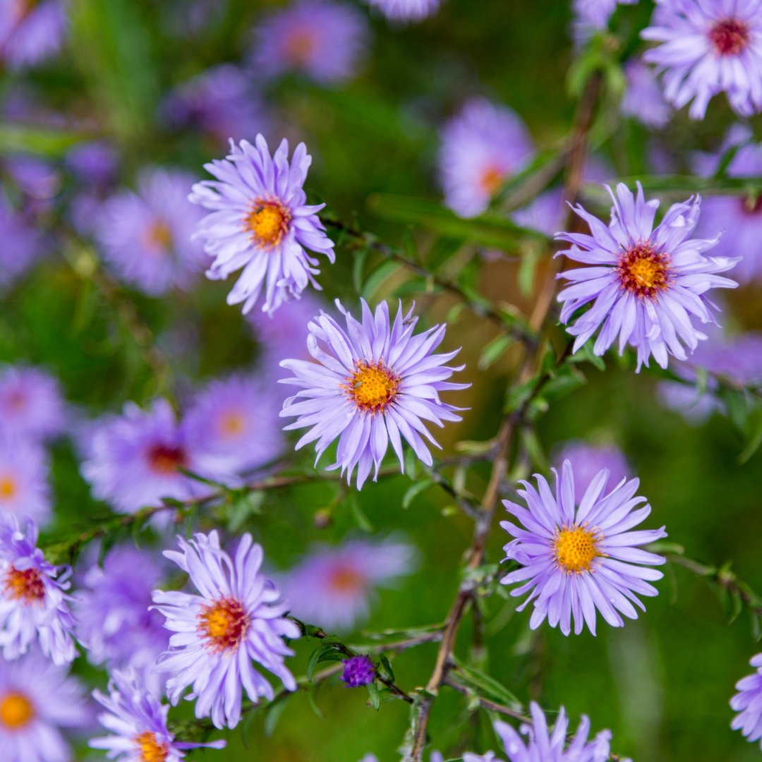 24x Aster frikartii 'Monch' - ↕10-25cm - Ø9cm