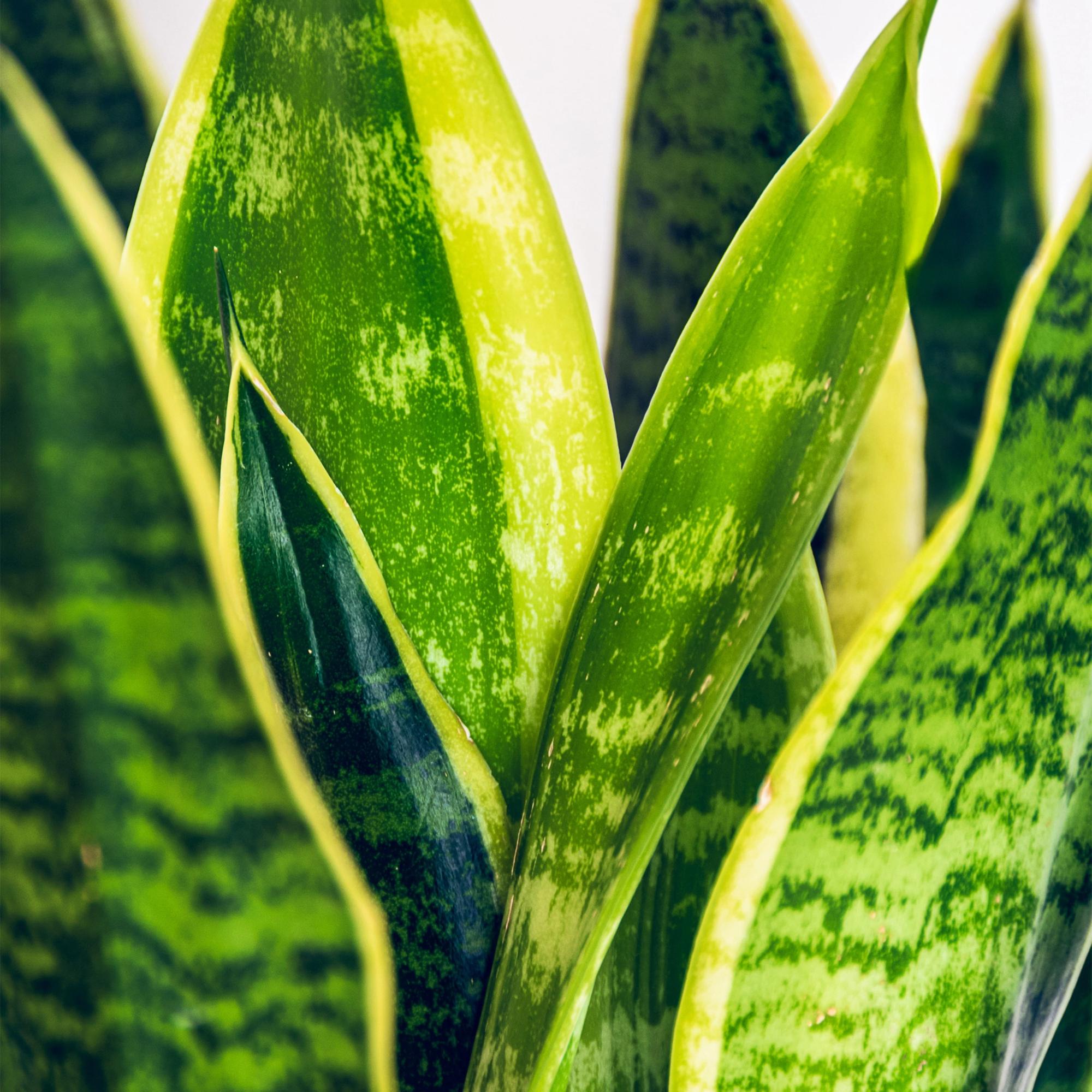 Green is... Kamerplanten - Sansevieria Laurentii - Vrouwentong - Weinig onderhoud - Groen - 1 Plant - Pot 17cm - Hoogte 60-70cm