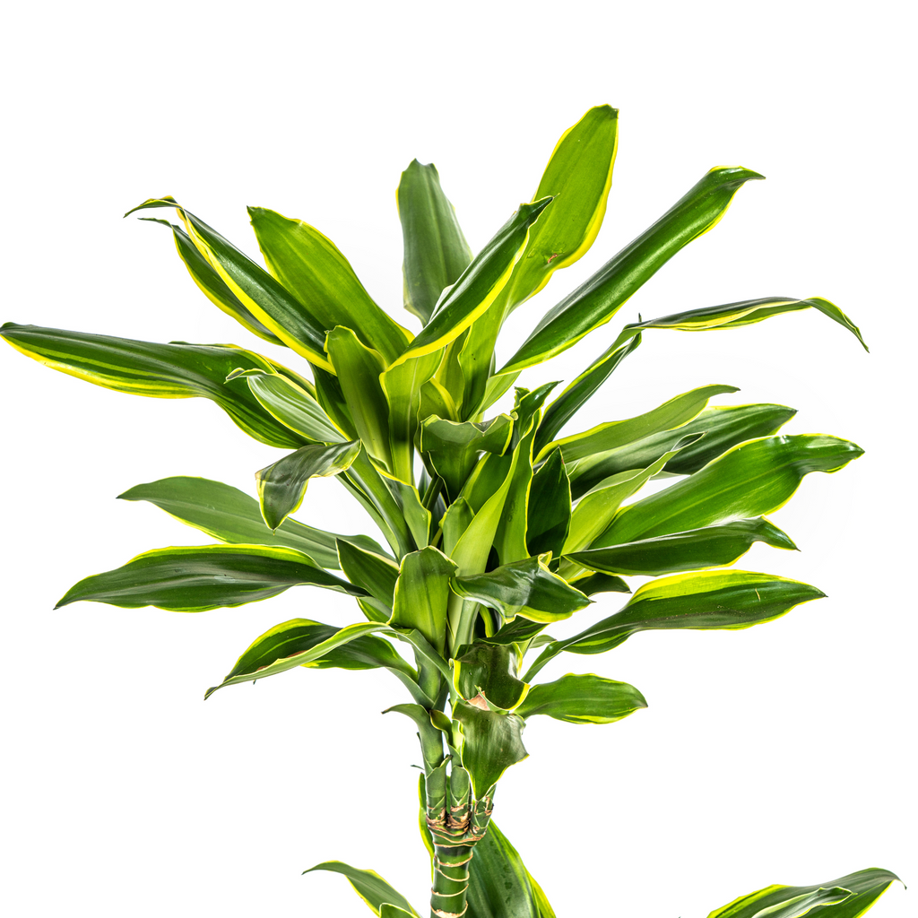 Dracaena Fragrans Golden Coast Ø21cm - ↕90 - 110cm