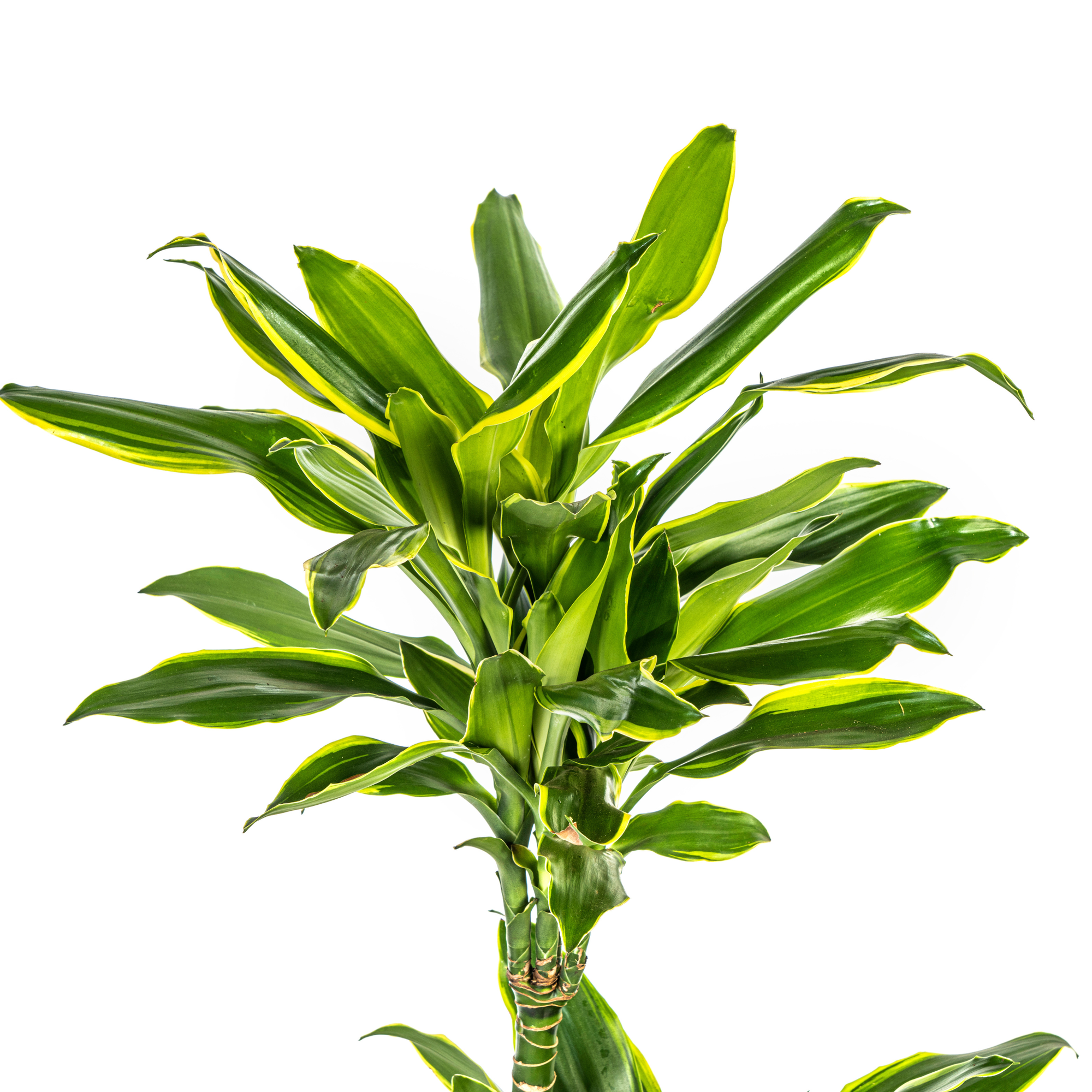 Dracaena Fragrans Golden Coast Ø21cm - ↕90 - 110cm