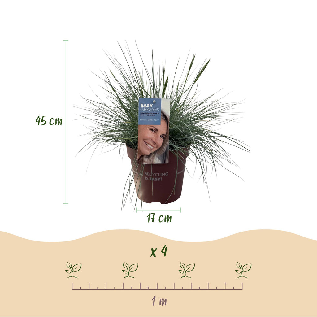 Siergrassen - Festuca glauca Intense Blue  - Blauw - 2 Planten - Bladhoudend - Weinig Onderhoud - Pot 17cm Hoogte 50cm