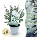 Terrasplant - Eucalyptus boom - Eucalyptus gunni  - Grijs - 6 Planten - Winterhard - Pot 14cm Hoogte 30cm