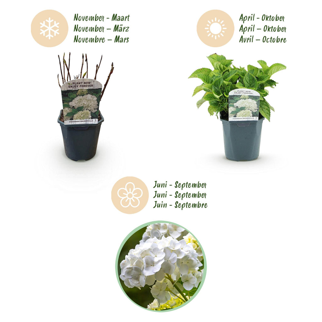 Hortensia - Hydrangea macrophylla Wit - Bloem Wit - 3 Planten - 1 m2 - Bladverliezend - Weinig Onderhoud - Pot 17cm Hoogte 30cm