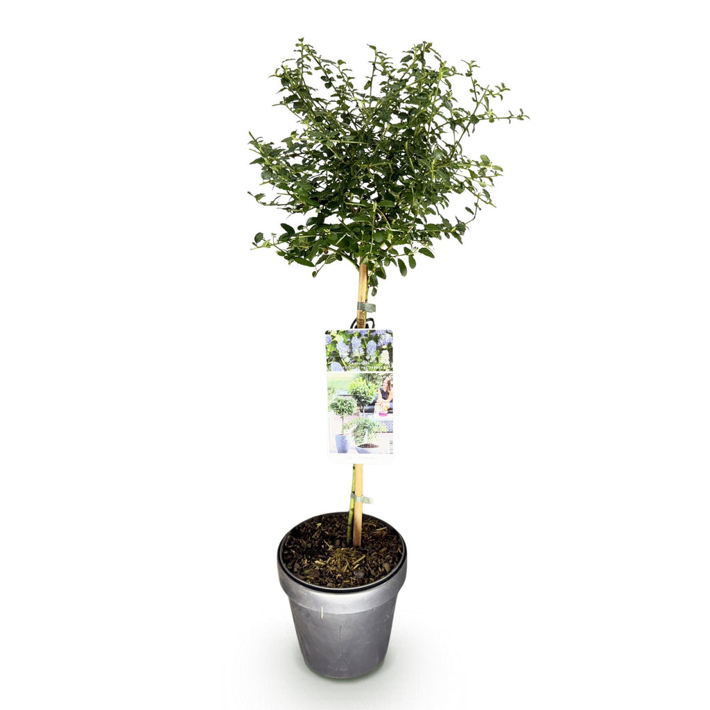 Plant op Stam - Ceanothus thyrsiflorus Repens - Terras Plant - Bladhoudend - Winterhard - Paarse Bloem - Pot 19cm Hoogte 90cm