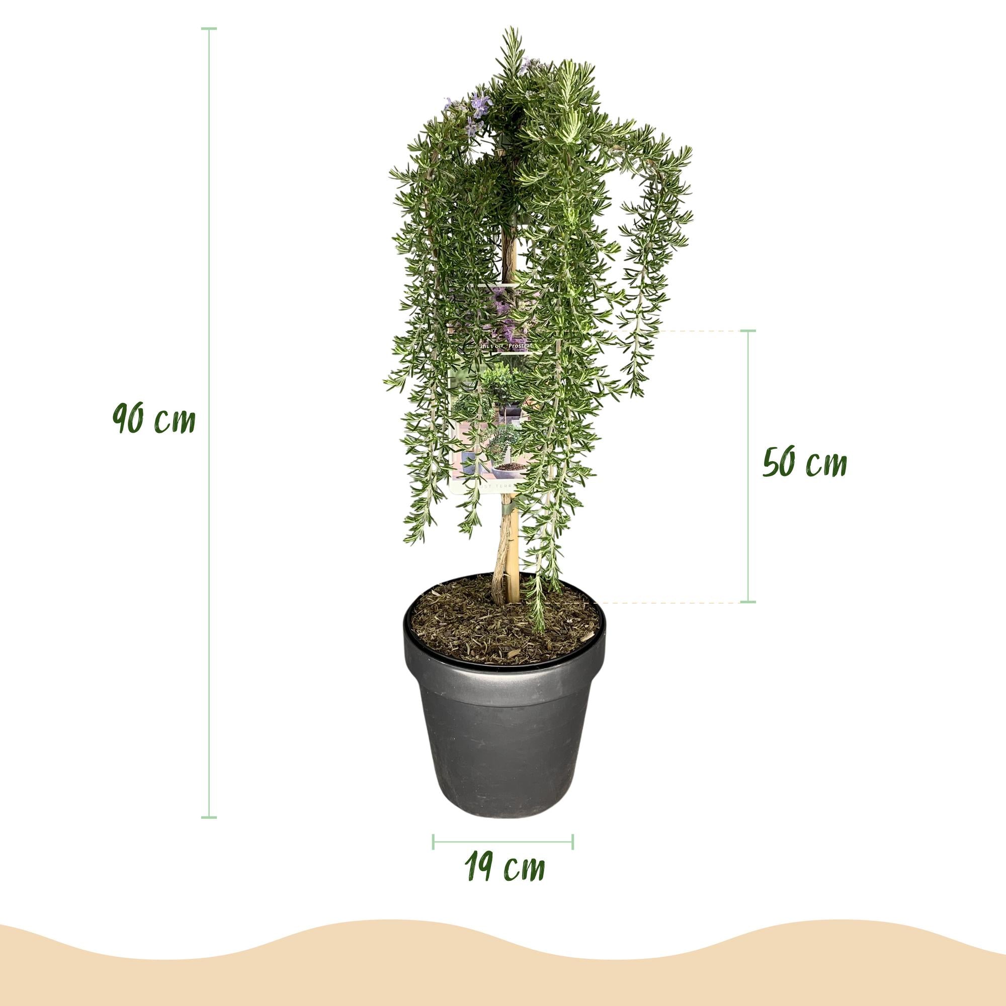 Plant op Stam - Rosmarinus officinalis Prostratus - Terras Plant - Bladhoudend - Winterhard -Paarse Bloem - Pot 19cm Hoogte 70 - 90cm