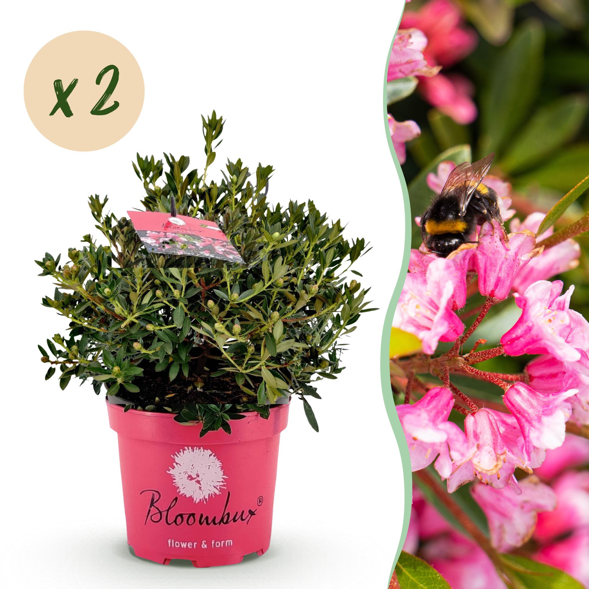 Dwerg Rhododendron - Rhododendron Bloombux Magenta - Bloeiende Buxus - Weinig Onderhoud - Roze Bloem - 2 Planten - Pot 23cm - Hoogte 45-55cm