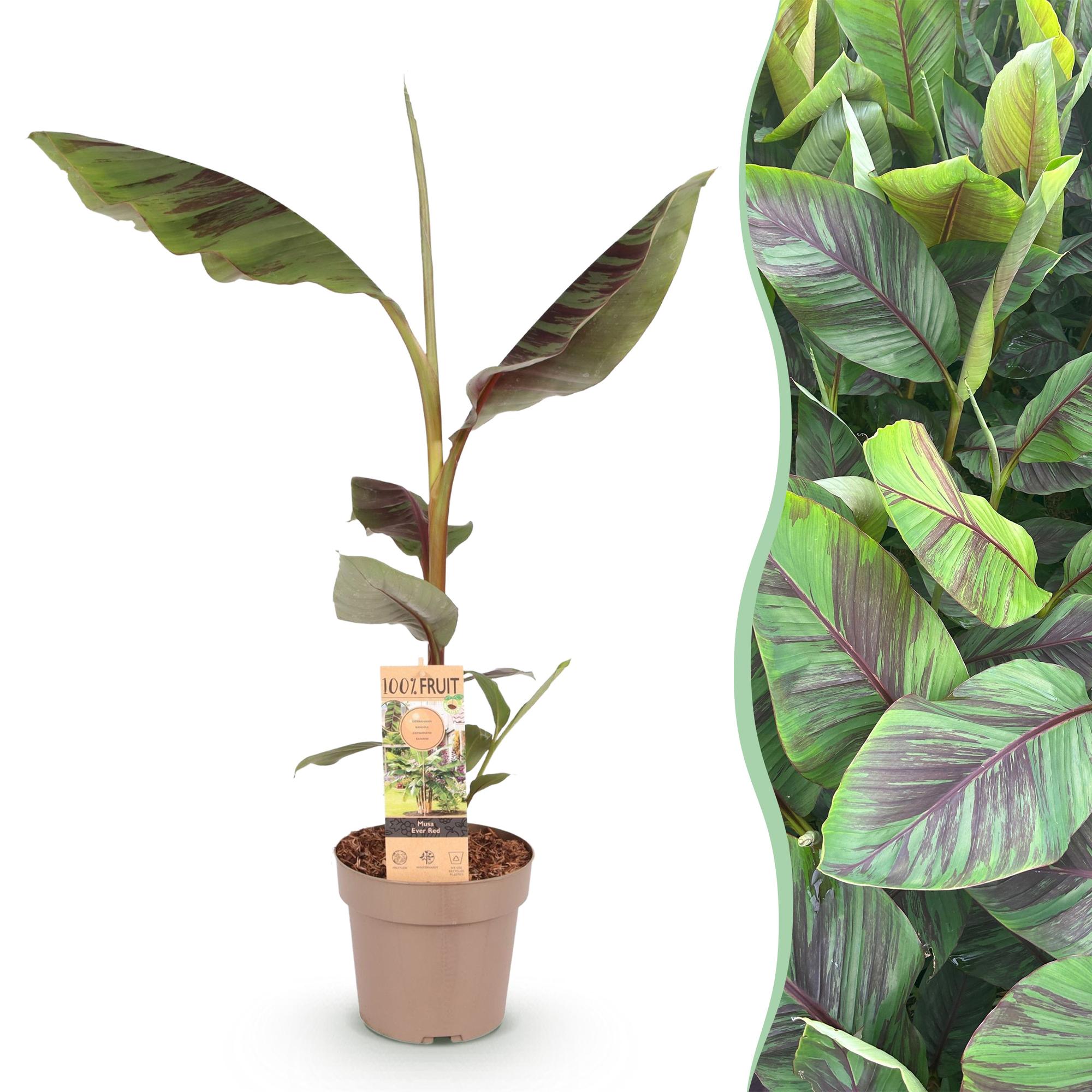 Fruitplant - Musa Ever Red - Bananenboom - Winterhard - Groen-Rood - 1 Plant - Pot 21cm - Hoogte 90cm