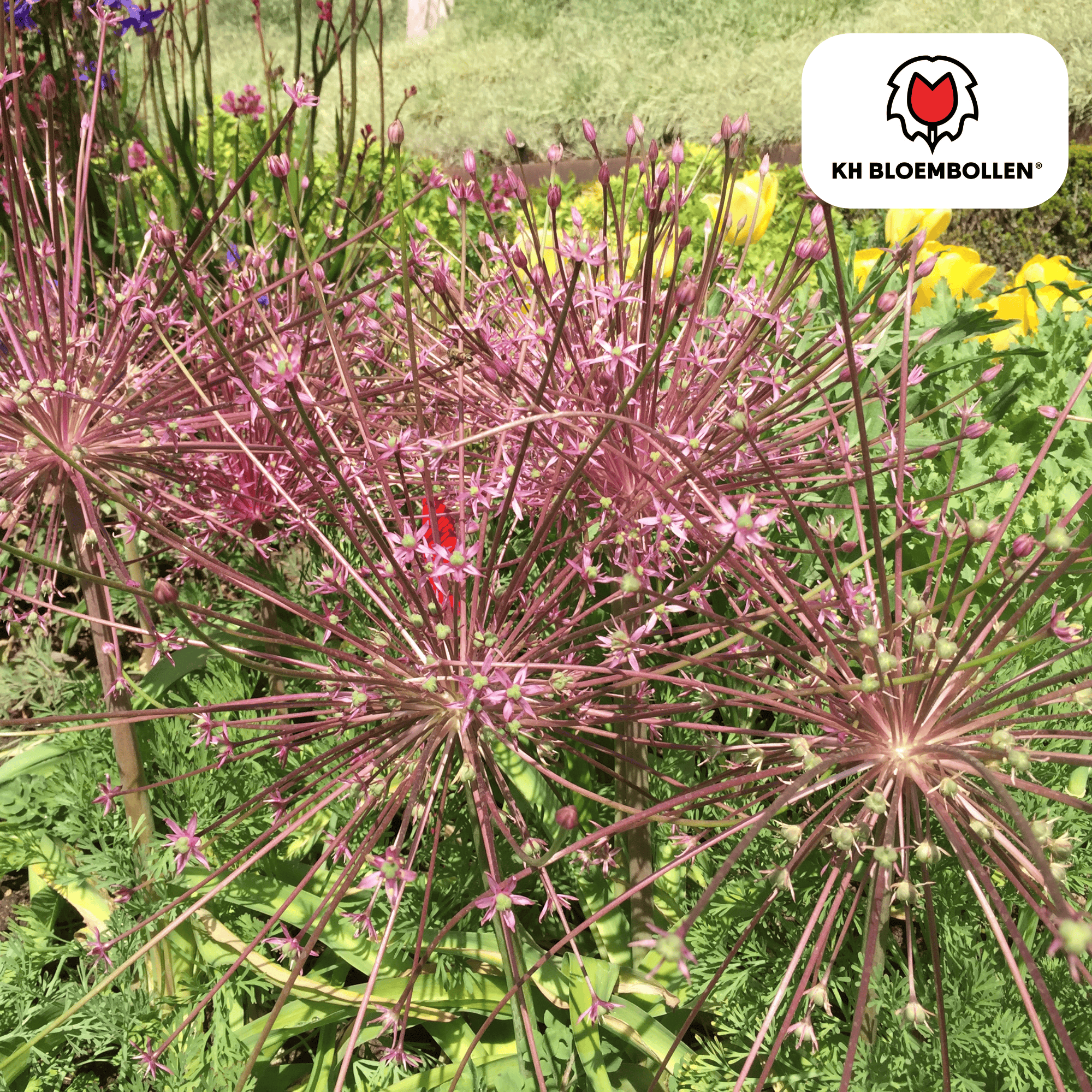 allium schubertii 5 stuks