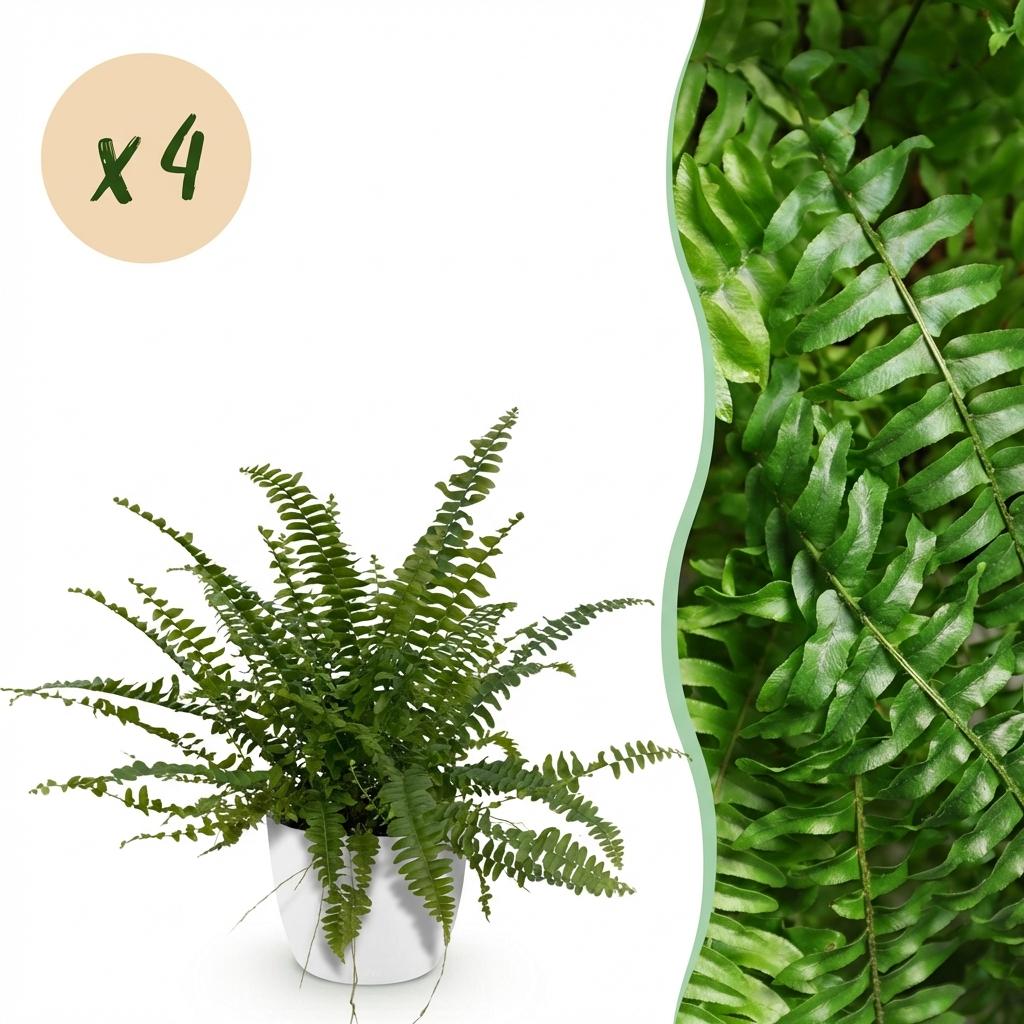 Kamerplant - Nephrolepsis exaltata Green Lady - Varen - Huisdiervriendelijke Plant - Groen - 4 Planten - met Potter Wit - Pot 12cm - Hoogte 25cm