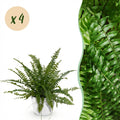 Kamerplant - Nephrolepsis exaltata Green Lady - Varen - Huisdiervriendelijke Plant - Groen - 4 Planten - met Potter Wit - Pot 12cm - Hoogte 25cm