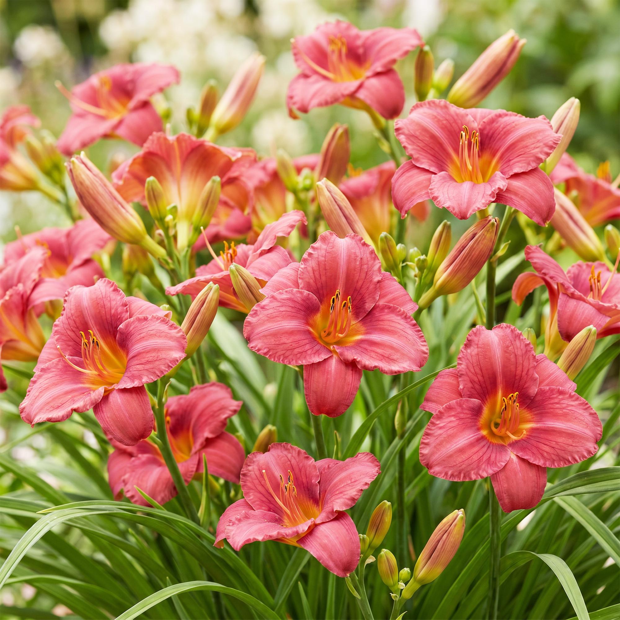 Vasteplant - Hemerocallis Summer Wine - Daglelie - Bijen en Vlinderlokkers - Paars - 6 Planten - Pot 11cm - Hoogte 15-25cm