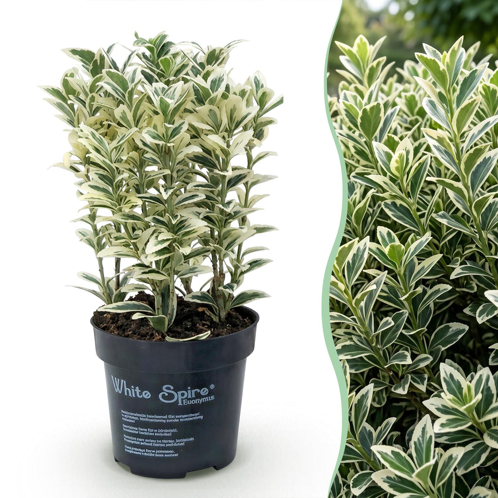8x Euonymus japonicus White Spire - Kardinaalsmuts - Haagplanten - Groenblijvend - Wit - Groen - Pot 9cm - Hoogte 20-30cm