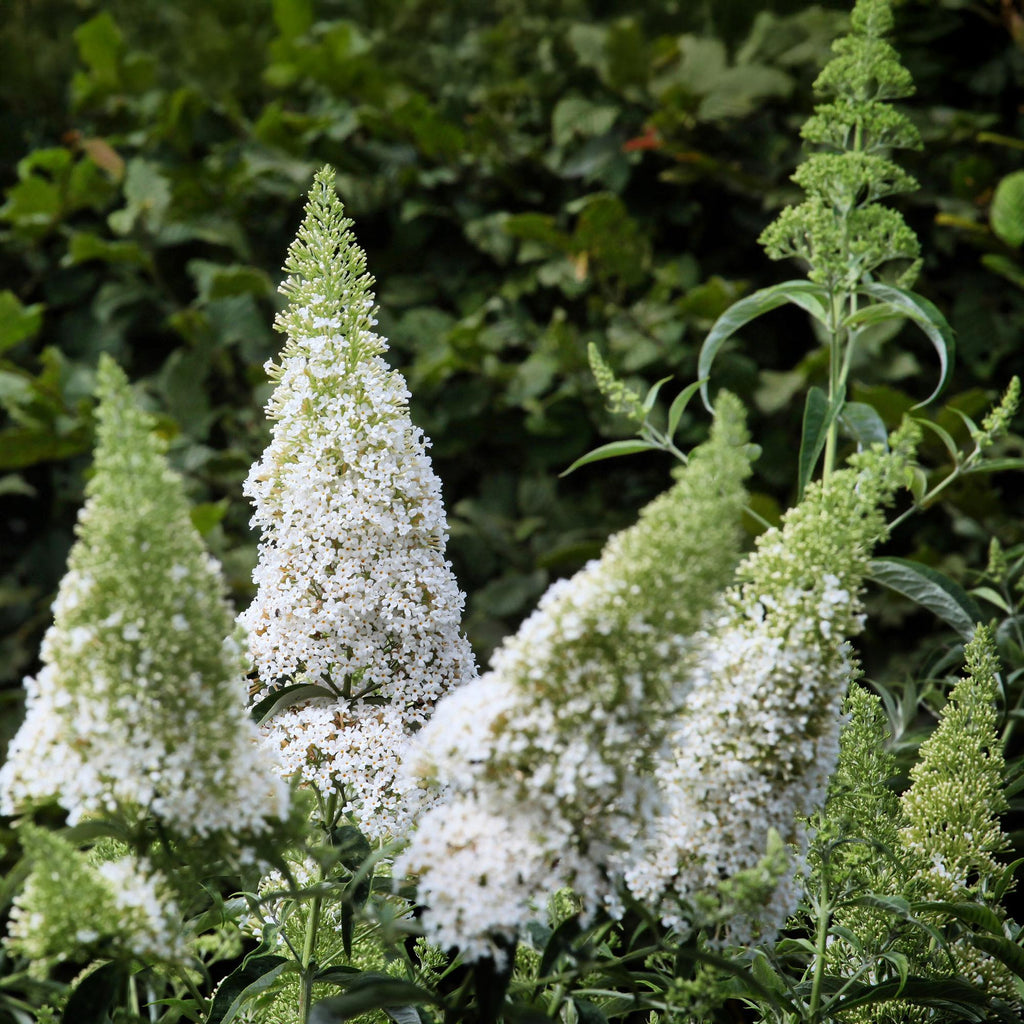 Tuinplant - Buddleja davidii White Profusion - Vlinderstruik - Winterhard - Wit - 1 Plant - Pot 17cm - Hoogte 45cm