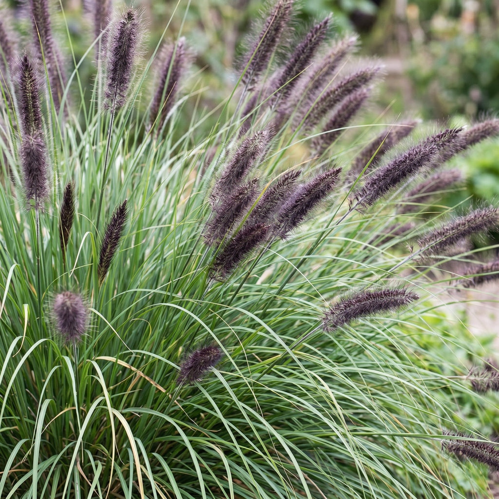 Grassen - Pennisetum alop. Black Beauty - Lampenpoetsergras - Met Pluim - Groen - 12 Planten - Pot 11cm - Hoogte 15-25cm
