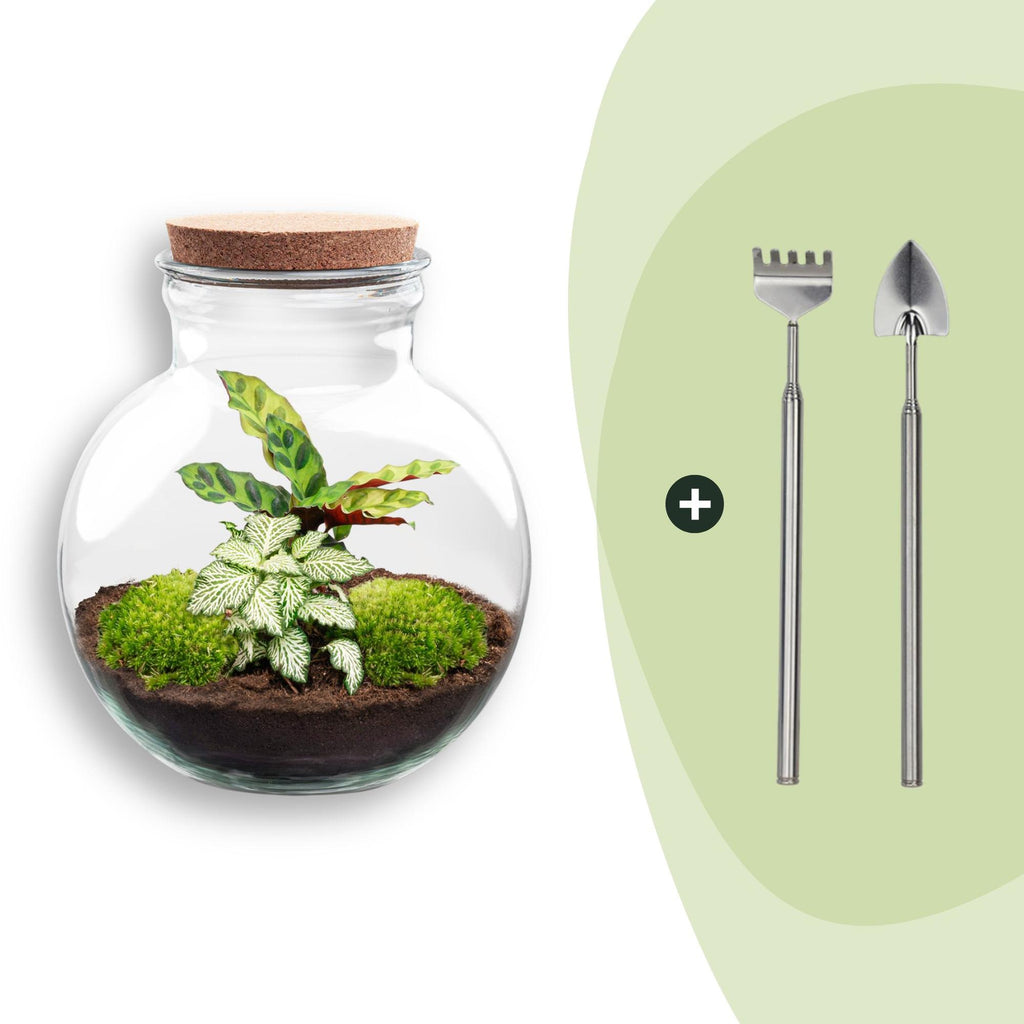 DIY Planten terrarium (met licht) - Teddy - Ø 25 cm ↑ 26,5 cm - Rake + Shovel