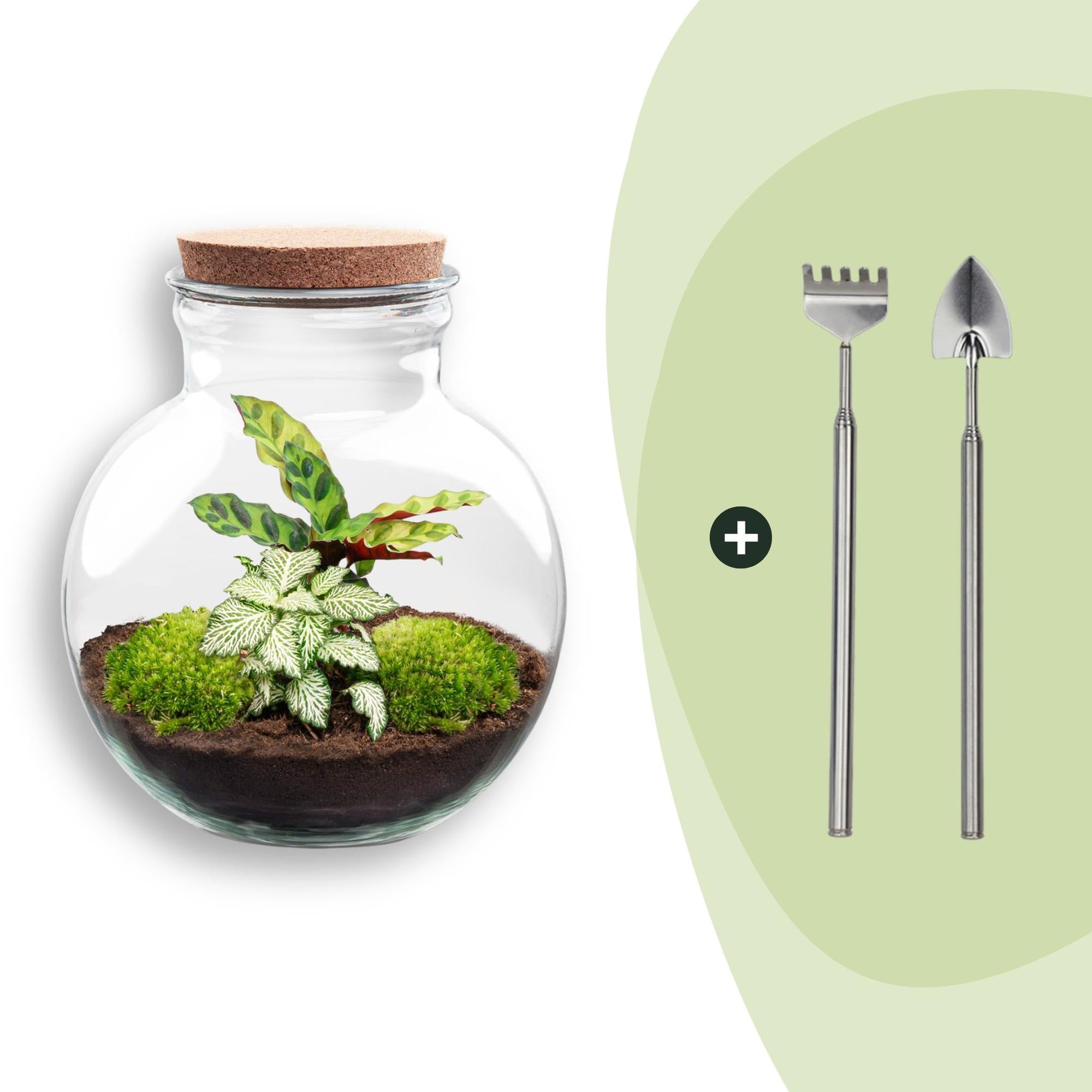 DIY Planten terrarium (met licht) - Teddy - Ø 25 cm ↑ 26,5 cm - Rake + Shovel