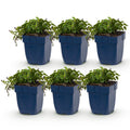 Vasteplant - Campanula posch. Stella - Perzikbladklokje - Bodembedekkend - Paars - 6 Planten - Pot 11cm - Hoogte 15-25cm