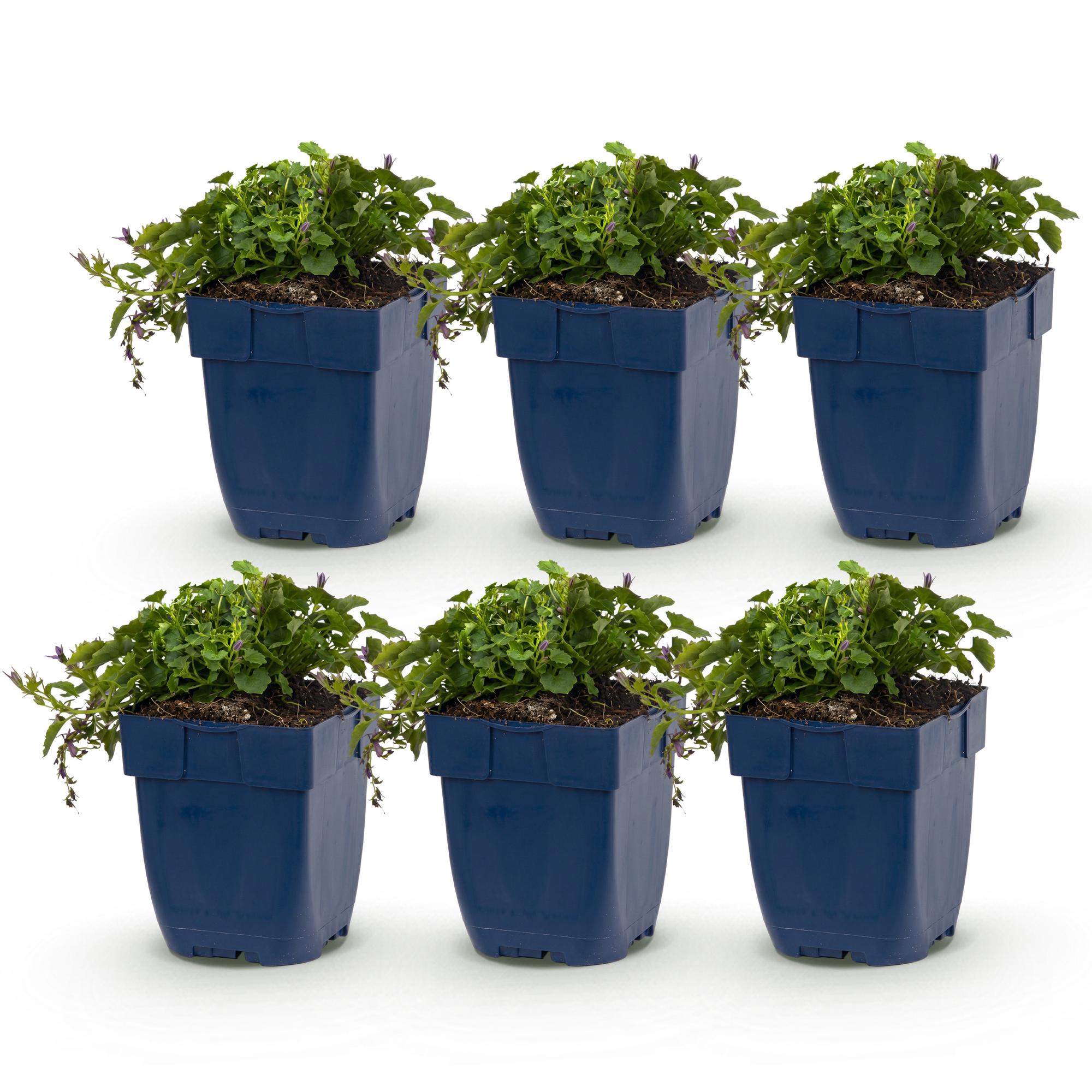 Vasteplant - Campanula posch. Stella - Perzikbladklokje - Bodembedekkend - Paars - 6 Planten - Pot 11cm - Hoogte 15-25cm