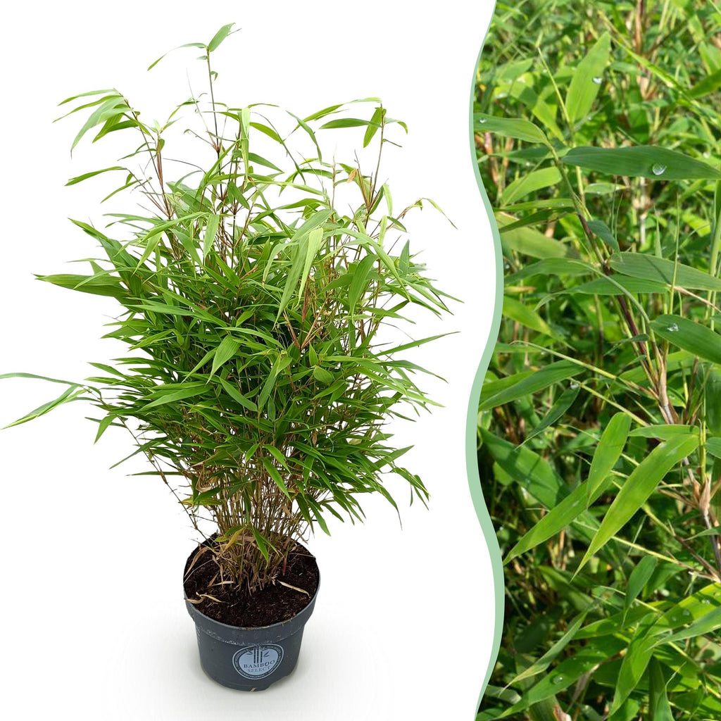 Grassen - Fargesia Rufa - Niet Woekerende Bamboe - Bladhoudend - Groen - 1 Plant - Pot 23 cm - Hoogte 80 cm