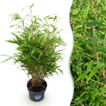Grassen - Fargesia Rufa - Niet Woekerende Bamboe - Bladhoudend - Groen - 1 Plant - Pot 23 cm - Hoogte 80 cm