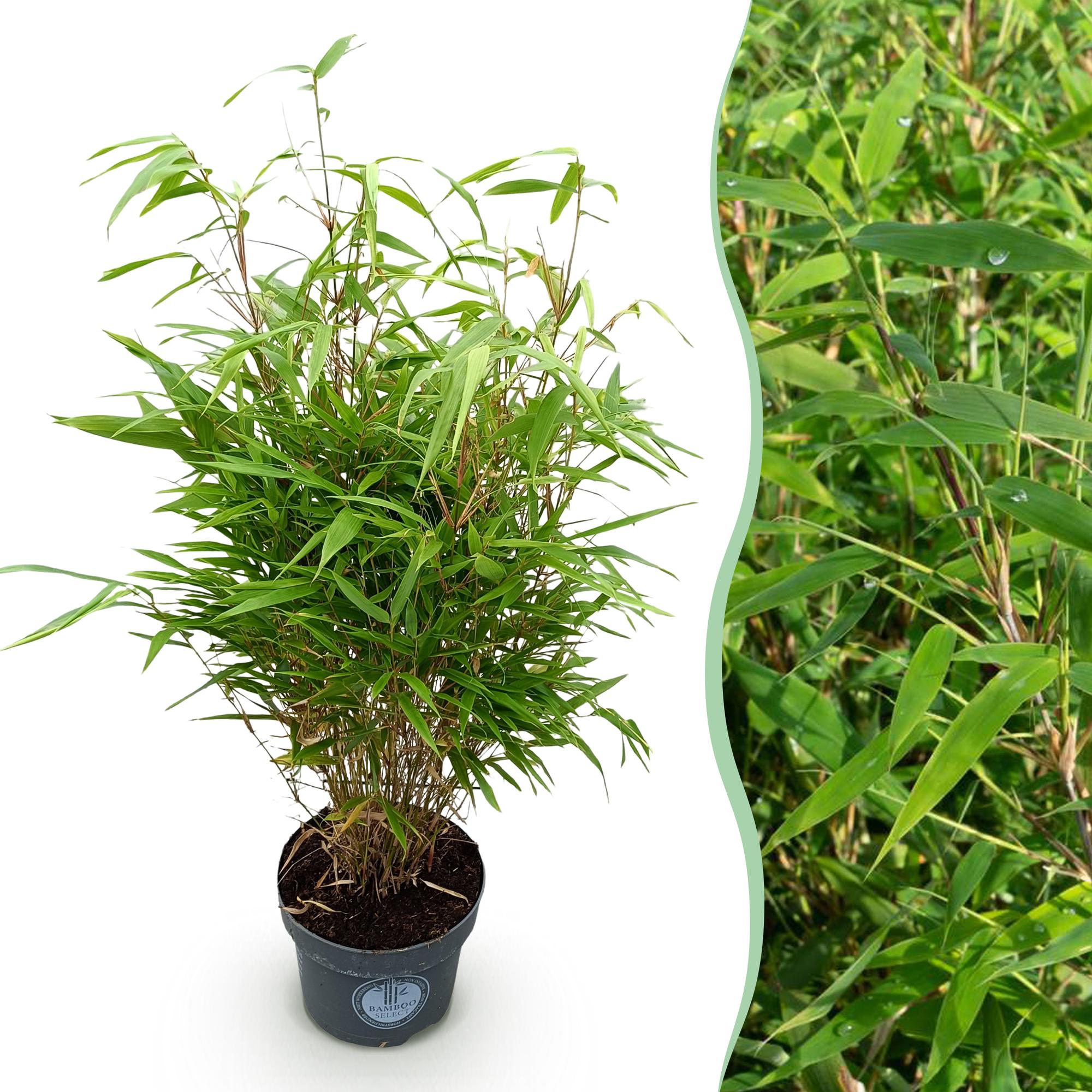 Grassen - Fargesia Rufa - Niet Woekerende Bamboe - Bladhoudend - Groen - 1 Plant - Pot 23 cm - Hoogte 80 cm