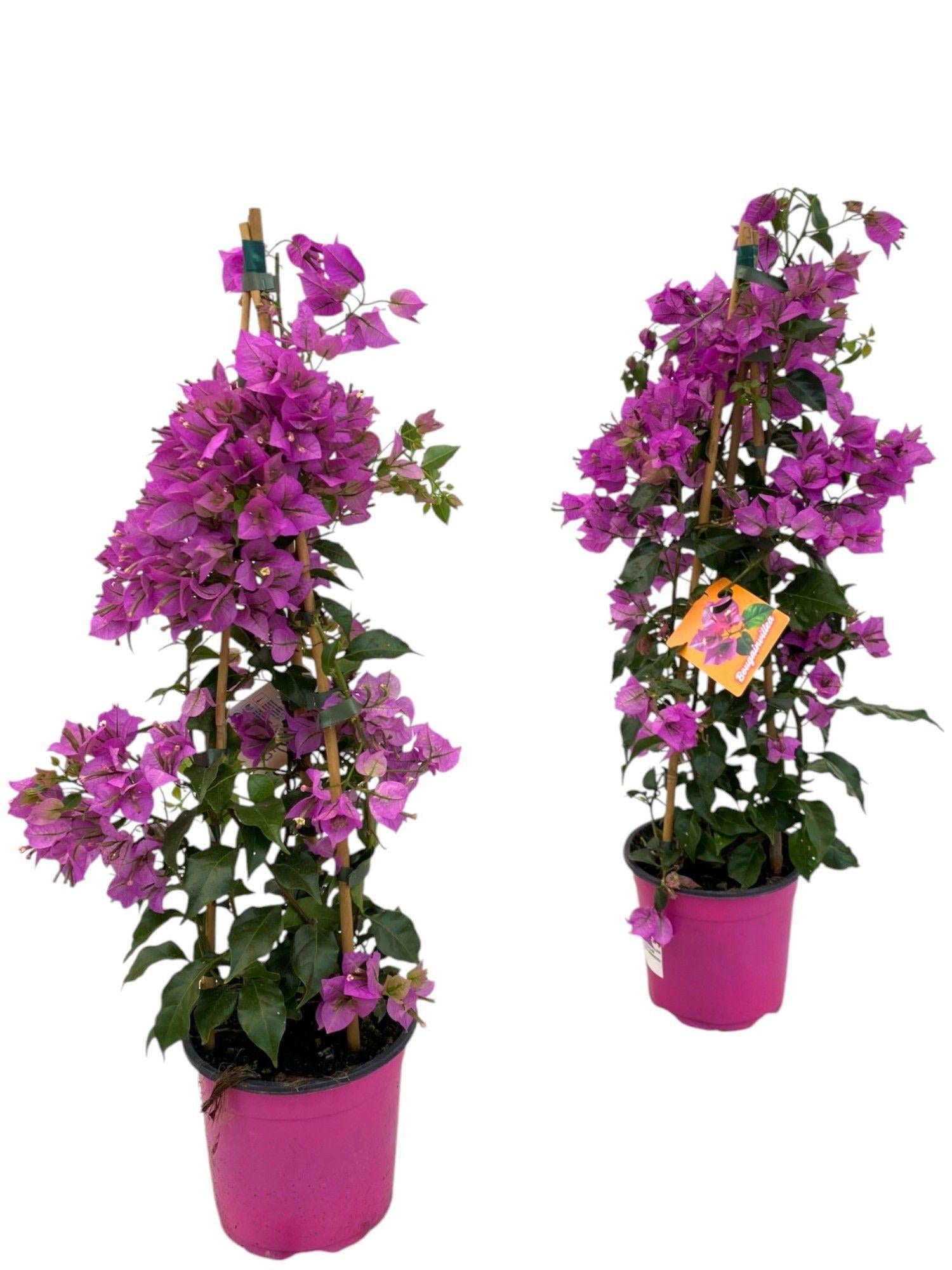 Bougainvillea Sanderiana Piramide - 1 stuk -  Ø17cm - ↕70cm
