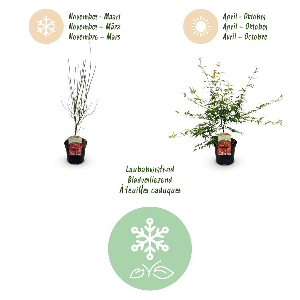 Terrasplant - Japanse Esdoorn - Acer palmatum Pink Dwarf - Roze - 1 Plant - Bladverliezend - Pot 19cm Hoogte 70cm
