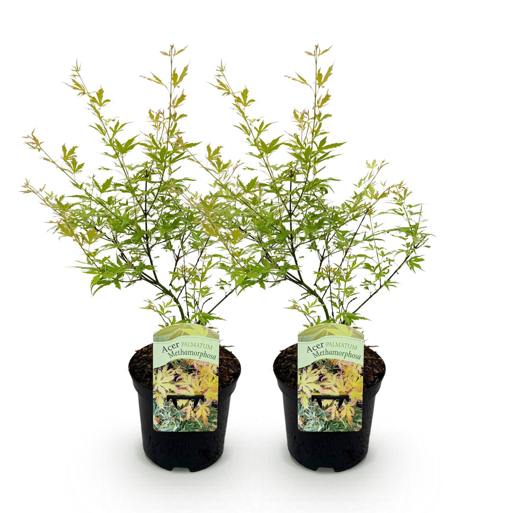 Terrasplant - Japanse Esdoorn - Acer palmatum Methamorphosa - Groen - 2 Planten - Bladverliezend - Pot 19cm Hoogte 70cm
