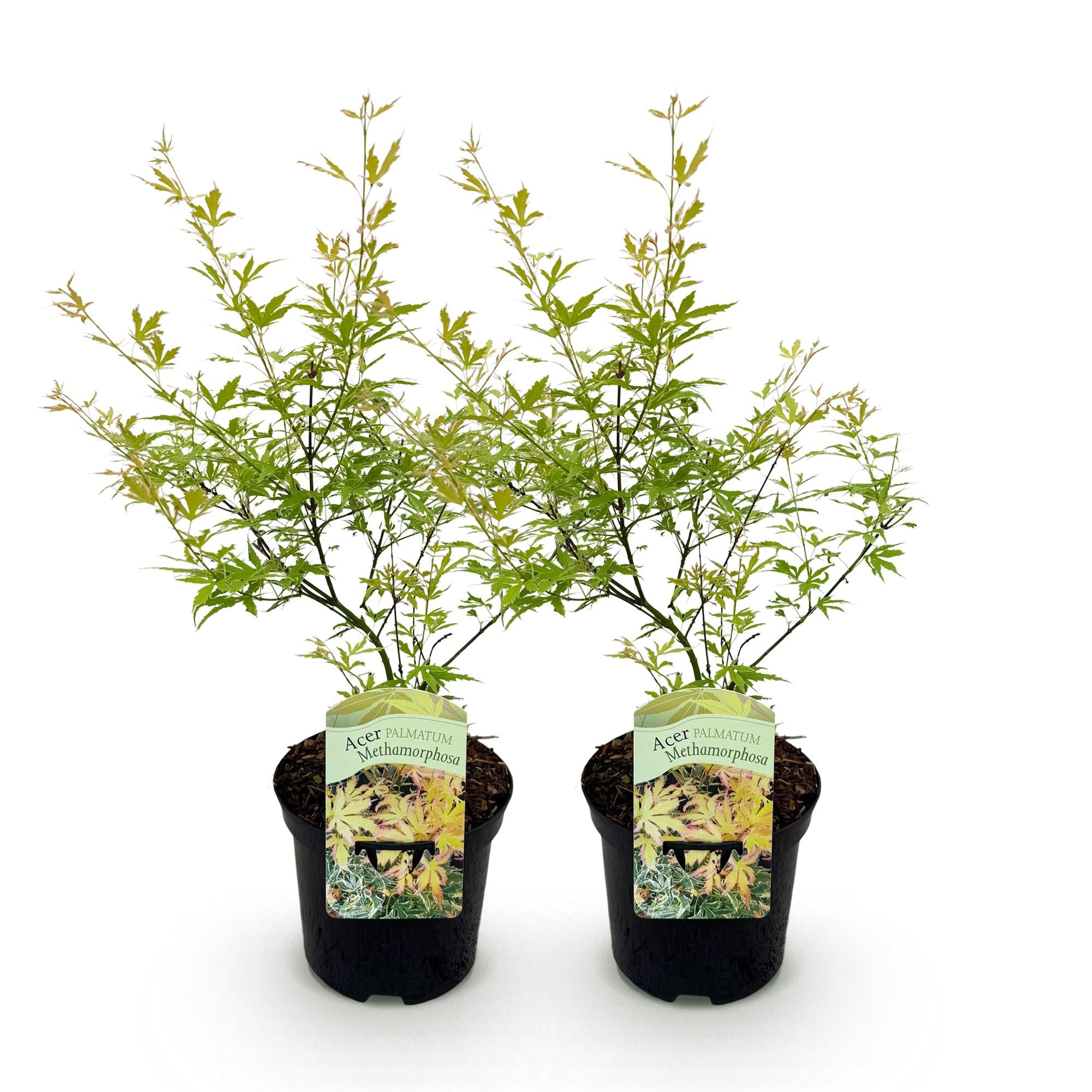 Terrasplant - Japanse Esdoorn - Acer palmatum Methamorphosa - Groen - 2 Planten - Bladverliezend - Pot 19cm Hoogte 70cm