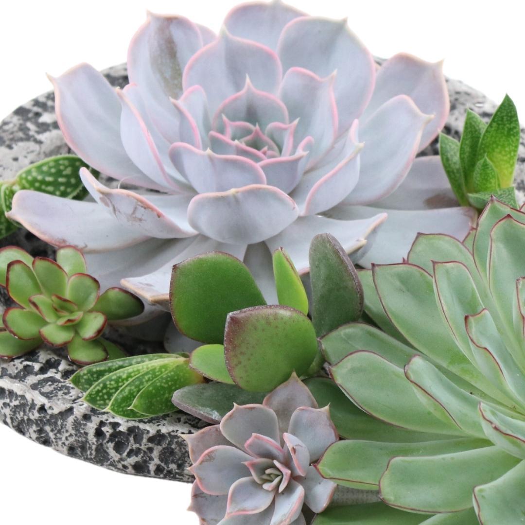 ROOTLESS Echeveria mini mix box