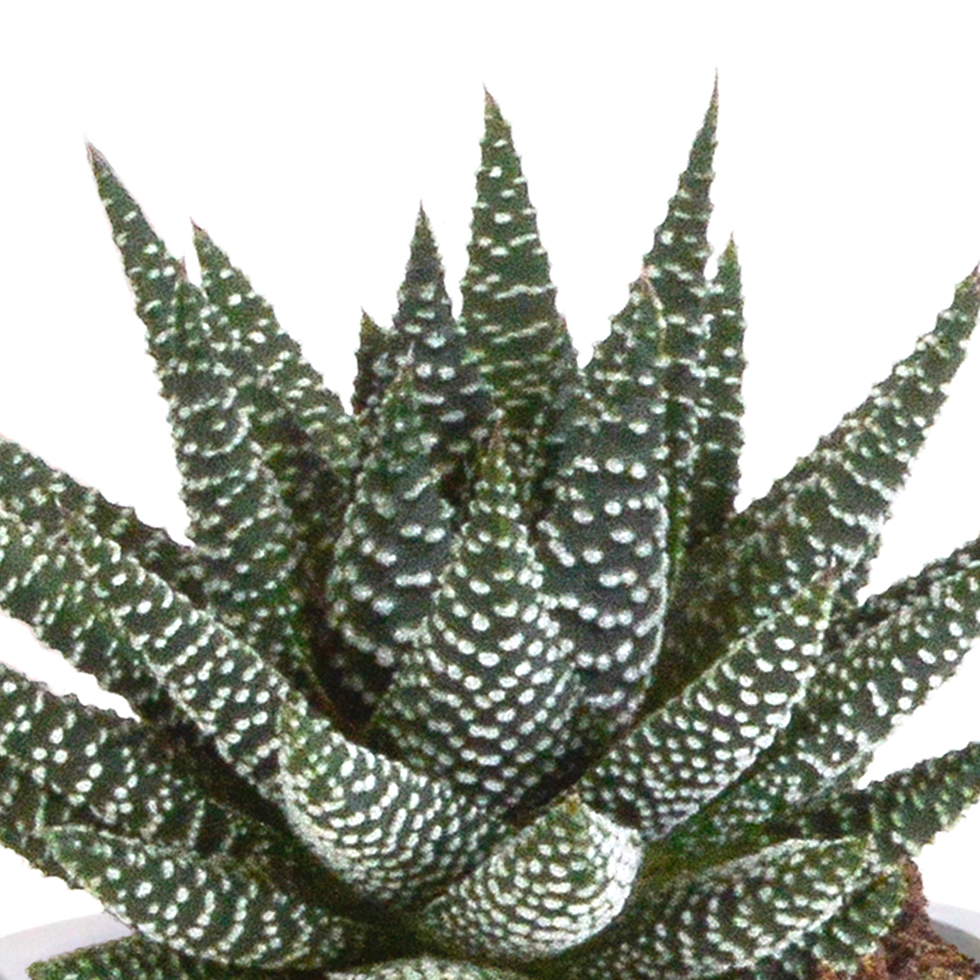 Gasteria/Haworthia mix 8,5cm - 3x - in terracotta pot