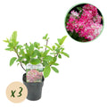 Pluim Hortensia - Hydrangea panniculata Pink Diamond - Bloem Wit Roze  - 3 Planten - 1 m2 - Bladverliezend - Grote Bloemen - Pot 17cm Hoogte 50cm