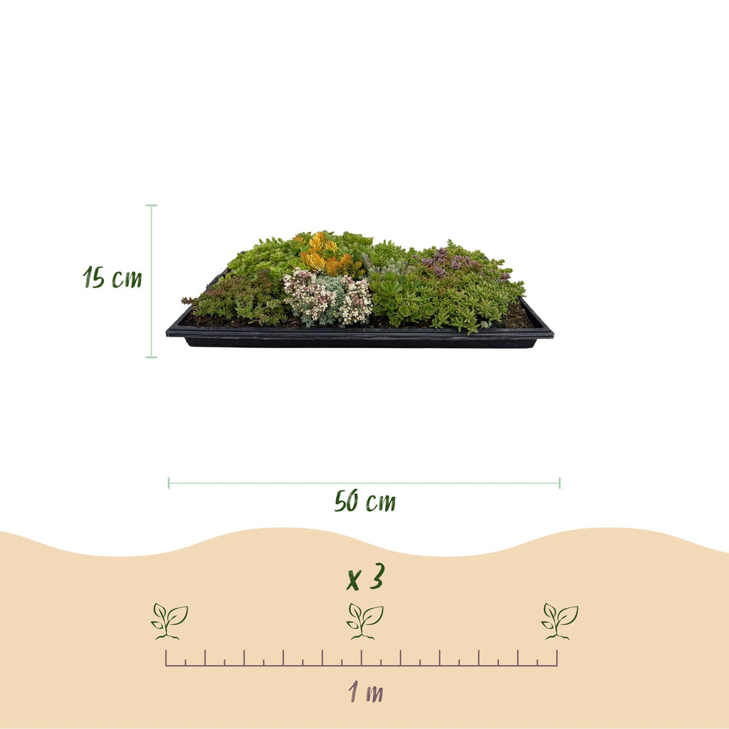 Bodembedekker - Winterhard - Sedum mat - Bestaat uit 10 soorten - X2 - Weinig Onderhoud - Lengte 50 Breedte 30