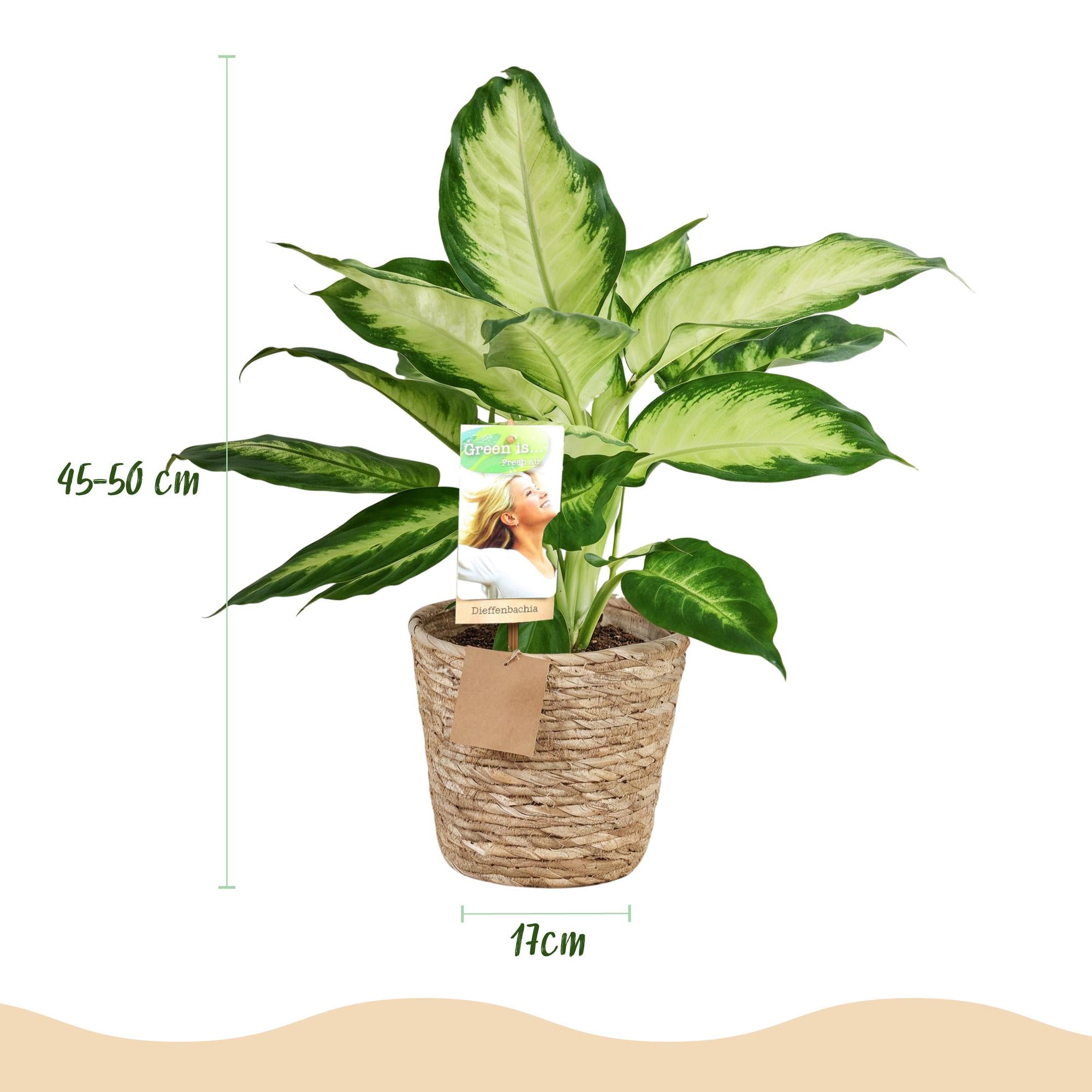 Green is... Kamerplanten - Diefenbachia Camilla - Dieffenbachia - Weinig onderhoud - met mand - Groen - 2 Planten - Pot 17cm - Hoogte 45-50cm