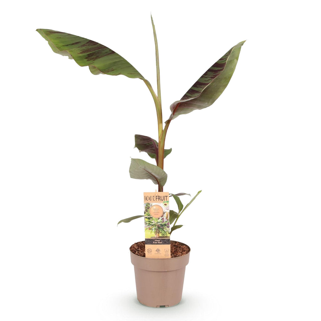 Fruitplant - Musa Ever Red - Bananenboom - Winterhard - Groen-Rood - 1 Plant - Pot 21cm - Hoogte 90cm