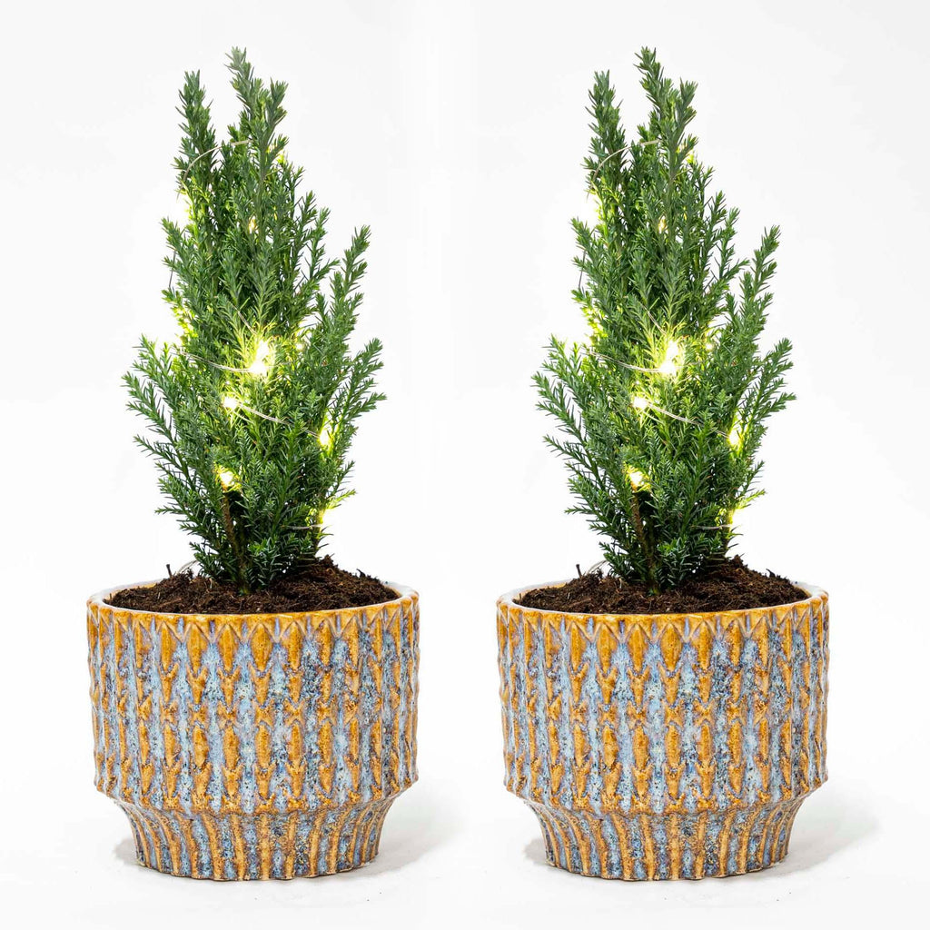 Set van 2 - Kerstboom 'Ellwoodii' + Pot Echo + 20 led lampen - 25 - 30 cm hoog