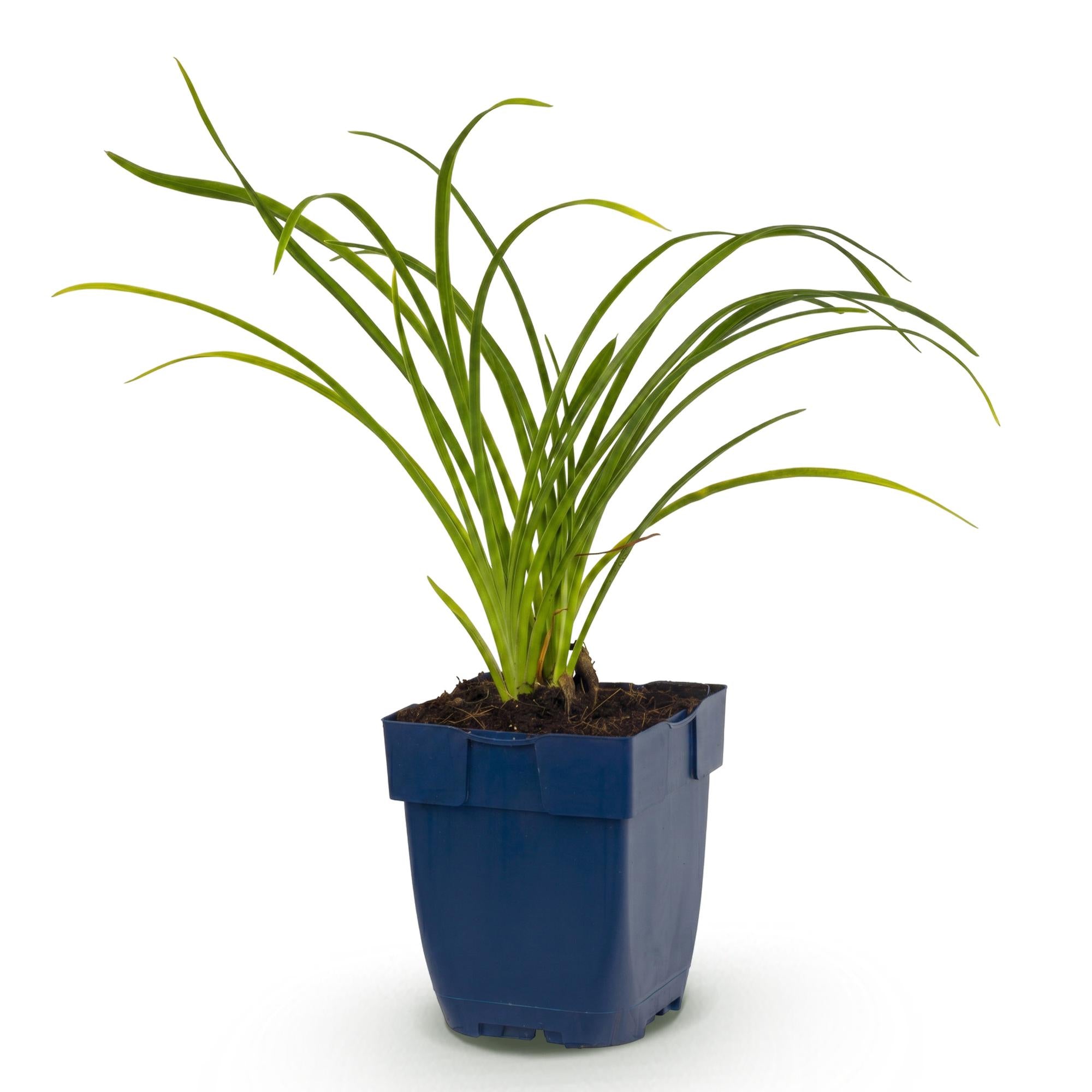 Vasteplant - Hemerocallis Stella d'Oro - Daglelie - Bijen en Vlinderlokkers - Geel - 1 Plant - Pot 11cm - Hoogte 15-25cm