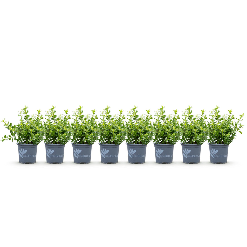 Buxus Haag - BetterBuxus Babylon Beauty - Resistant tegen de Buxus schimmel - 8 planten - 1 strekkende meter - pot 9cm hoogte 20-25
