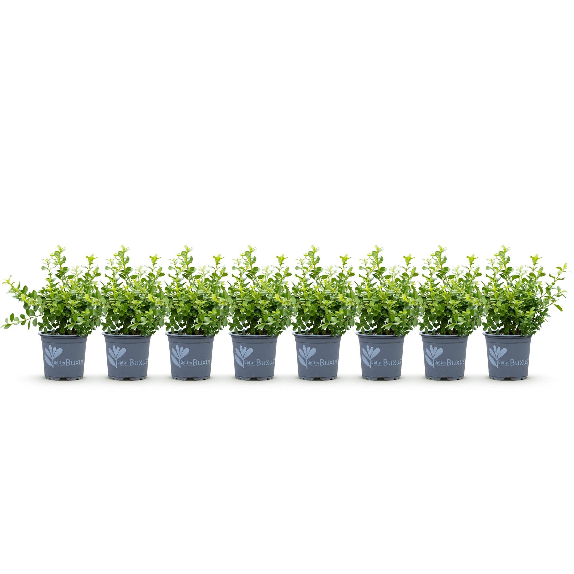 Buxus Haag - BetterBuxus Babylon Beauty - Resistant tegen de Buxus schimmel - 8 planten - 1 strekkende meter - pot 9cm hoogte 20-25