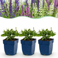 Vasteplant - Salvia Tricolour - Salie - Geurend - Paars - Roze - Wit - 12 Planten - Pot 11cm - Hoogte 15-25cm